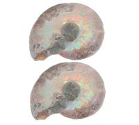 Ciieeo 2 Pièces Spécimen Fossile à Vis Modèles D'ammonites Modèles D'ammonite Pour Les Enfants Brun Foncé Fossile De Conque Naturel