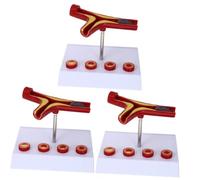 Ciieeo 3 Pièces Anatomique Cardiovasculaire Maquette des Sanguins pour Enseignement Apprentissage Humaine Outil Pratique pour Écoles Institutions Médicales