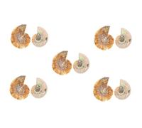 Ciieeo 5 Ensembles Échantillon De Fossile Ammonite Décoration De Matériel Pédagogique Pour Enseignement Recherche 2 Pièces * 5