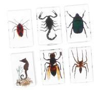 Ciieeo 6 pièces Spécimens Insectes Résine Presse- Décoratifs pour Éducation Scientifique Exploration Biologique et Organisation de Bureau
