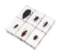 Ciieeo 6 pièces Spécimens Insectes Résine Réalistes Figurines Petites Animaux Résine Éducatives Objets Décoratifs pour Enseignement Biologie Garçon Fille Aide pour et Maison