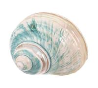 Ciieeo Coquillage de Conque Naturel Méditerranéen pour Décoration Nautique de Collection Lumineux pour Aquarium et Aménagement Paysager Éducatif Biologie