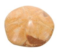 Ciieeo de Fossile Naturel de Mer Décoration Pédagogique pour Enseignement des Sciences 10 CM de Mer Décorative pour Collection et Décor Intérieur