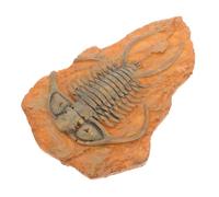 Ciieeo Décoration fossile paléontologie Ornement d'échantillon d'insectes échantillons d'observation des insectes décoration de spécimen Kits d'insectes en éducation scientifique résine