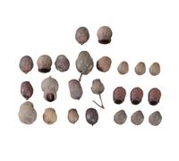 Ciieeo Lot de 24 Pièces de Fruits Secs Naturels pour Décoration de Noël, Accessoires pour Couronne et Cadre Photo, Taille Aléatoire, Décorations à Base de Noix Séchées pour Ambiance