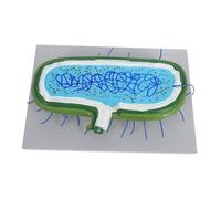 Ciieeo Modèle Agrandi de Cellule Animale pour Démonstration Biologique avec Noyau Modèle Interactif pour Enseignement
