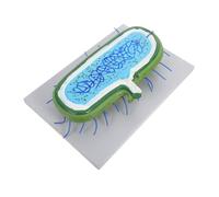 Ciieeo Modèle Cellule Animale Agrandi pour Enseignement Biologie avec Organites Détailés Matériaux Outil Pédagogique Interactif pour Étudiants et Projets Scientifiques
