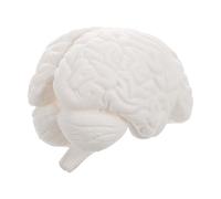 Ciieeo Modèle Cérébral Anatomique Blanc en Pvc avec Structure Cérébrale Réaliste et Haute Précision, Démontable en 3 Parties pour Institutions de Recherche et Collections Personnelles