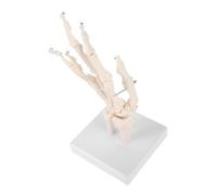 Ciieeo Modèle D'articulation De L' De La Main Articulations Modèle D'anatomie Humaine Petit Squelette Mini-squelettes Mains Mobile Former Squelettes Réaliste Pour Agrandi Blanche Pvc