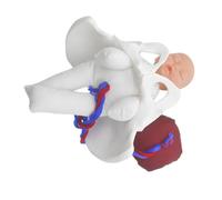 Ciieeo Modèle de Bassin Féminin Compact avec Fœtus Cordon Ombilical et Placenta pour Formation Accouchement Outil Pédagogique Portable pour Étudiants Soins Infirmiers