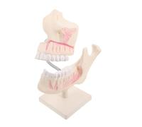 Ciieeo Modèle de Pratique pour Étudiants Typodont Plastique Réaliste pour Formation Odontologique Outil Apprentissage Oral avec Détails Précis et Surface Tactile Authentique