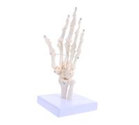 Ciieeo Modèle De Squelette Modèle D'Articulation Humaine Modèles Anatomiques Modèle D'Os De La Main Figure Anatomique Modèle De Simulation D'Articulation Outils