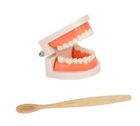 Ciieeo Modèle Éducatif de Dentier avec Brosse à Dents Apprentissage Du Brossage pour Garçon Fille Outil Pédagogique Montessori pour École Maternelle et Bureau