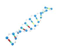 Ciieeo Modèle Éducatif des Gènes Humains en Plastique Structure Double Hélice, Représentation Moléculaire Précise pour Démonstrations et Recherches Individuelles