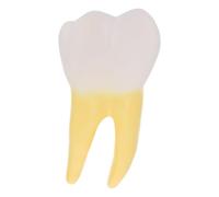 Ciieeo Spécimen en Pvc Modèle Anatomique de Molaire, Modèle Molaire pour Dentiste, Jaune, Léger, Aide Pédagogique, pour Cours de Dentisterie et Cabinets Dentaires