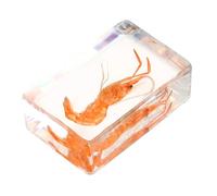 Ciieeo Spécimens De Crevettes De Rivière Presse-Papiers Présentoir De Crevettes Décor De Crevettes Éducatif Scientifique Squelettes D'Animaux Spécimen D'Insectes