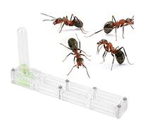 Cikonielf Fourmilière Acrylique Fourmi Maison d'élevage nid formicarium boîte d'affichage Fourmi Transparente Alimentation nid Vivant(Transparent)