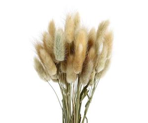 CIMAXIC 50pièces Bouquet de Fleurs Séchées Naturelles Décor Maison avec Queues de Lapin Plante Ornementale Pastorale pour Photo et Événement
