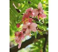 Cimelio organici 200 Cassia Grandis semi di erbe Medicina Coral Tree Senna obtusifolia Seme della Falce Senna seme Cassiae Tea F103