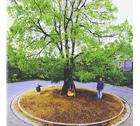 Circle of Life [Import allemand]