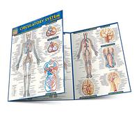 Circulatory System Advanced