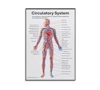 Circulatory System Poster Human Anatomy Art Educational Wall Decor Medical Knowledge Canvas Print for Classroom Living Room Home Office(Unframed,08X12inch(20X30cm))