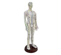 Cirraorive Modèle D'acupuncture Du Corps Humain de 54 Cm avec Socle pour Usage Professionnel, Mâle