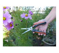 Ciseaux à plantes vivaces & à herbes