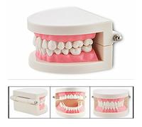 Cisixin Modèle de Dents - Étude Apprendre Dentaire Typodont Standard Démonstration Dents Modèle