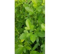 Citrange C-35 (De semis) / Conteneur de 2 à 2.9 litres/Agrume/Porte-greffe