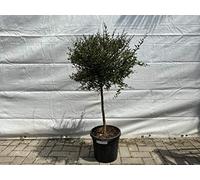 Citron à doigts australienne - 130-150 cm - A+