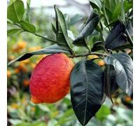 Citron rouge agrumes de Sicile 110 cm 2 ans pépinière Annese