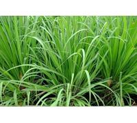 Citronnelle de Madagascar - Cymbopogon citratus