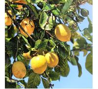 Citronnier 4 Saisons - Citrus 4 Saisons mini tige 50/60 cm Pot 19cm