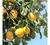 Citronnier 4 Saisons - Citrus 4 Saisons Mini Tige 50/60 cm Pot 22cm - Plante En Pot - Floraison Plusieurs Fois Par an Exposition - Hauteur 50/60 Cm - Exposition Plein Soleil