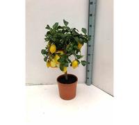 Citronnier 65 l 125-150 cm -18-20 péri