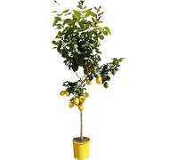 Citronnier - Citrus limon - hauteur env. 150 cm - pot Ø24 cm - fleurs parfumées & citrons comestibles - plante d'intérieur & de terrasse à feuillage persistant