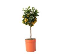 Citronnier - Citrus mitis 'Calamondin' - Hauteur 55-65cm - d19cm
