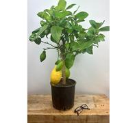Citronnier des 4 saisons taille du pot - en pot de 5 litres
