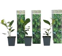 Citronnier - Lot de 3 - Citrus limon - Hauteur 25-40cm - ⌀9cm
