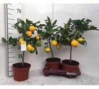Citronnier Meyer -Lisa- 30 cm sans fruits Citrus Meyer Lemon