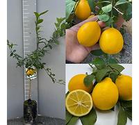 Citronnier SAVINI VIVAI, agrume, citron Meyer en phytocelle, hauteur 100-120 cm greffé pendant 1 an, fabriqué en Italie