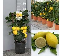 Citronnier SAVINI VIVAI, agrume Lunario, treillis de citronnier en pot de 20 cm hauteur 60-70 cm 2-3 ans de greffage, fabriqué en Italie