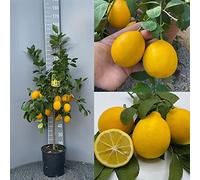 Citronnier SAVINI VIVAI, citronnier Meyer en pot de 24 cm hauteur 90-110 cm 3-4 ans de greffage, fabriqué en Italie