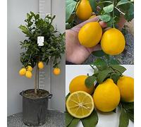 Citronnier SAVINI VIVAI, citronnier Meyer en pot de 35 cm hauteur 150-180 cm 6-7 ans de greffage, fabriqué en Italie