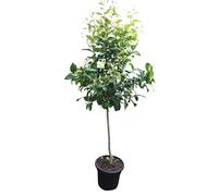 Citronnier TropicTrees d'une hauteur de 150 à 170 cm et d'une circonférence de tronc de 8 à 10 cm. Citrons pour la fabrication de jus, comme ingrédient d'épices et comme plante ornementale pour
