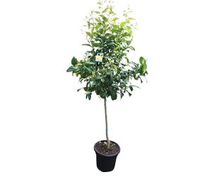 Citronnier TropicTrees d'une hauteur de 150 à 170 cm et d'une circonférence de tronc de 8 à 10 cm. Citrons pour la fabrication de jus, comme ingrédient d'épices et comme plante ornementale pour
