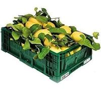 Citrons non traités et garantis BUCK ÉDIBLE - 18 KG - CALIBRE MIXTE - Jardin Numérique - Produits en Calabre - ITALIE
