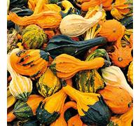 Citrouille décorative « Autumn Wings ».