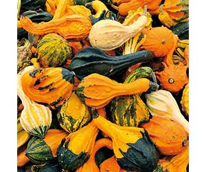 Citrouille décorative « Autumn Wings ».